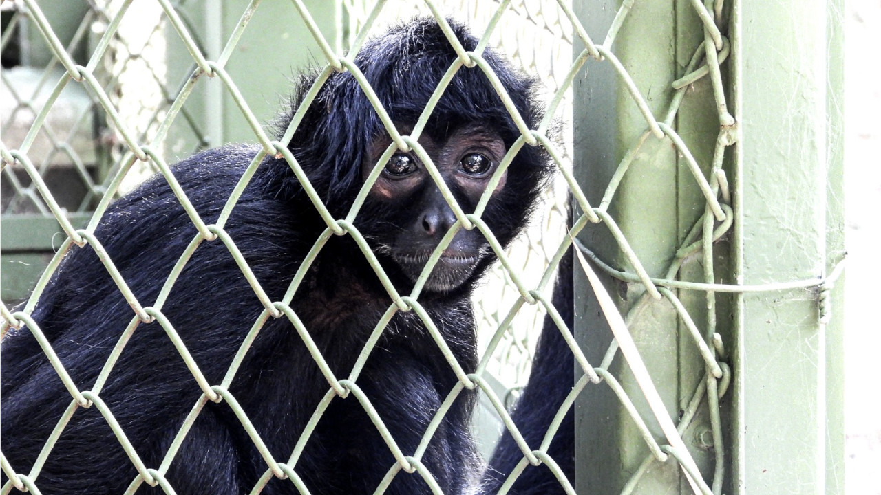 239 animales atendidos este año por tráfico ilegal de fauna silvestre