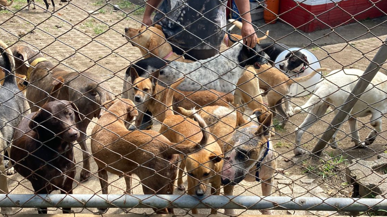 Bajo custodia policial quedaron 11 caninos por maltrato animal