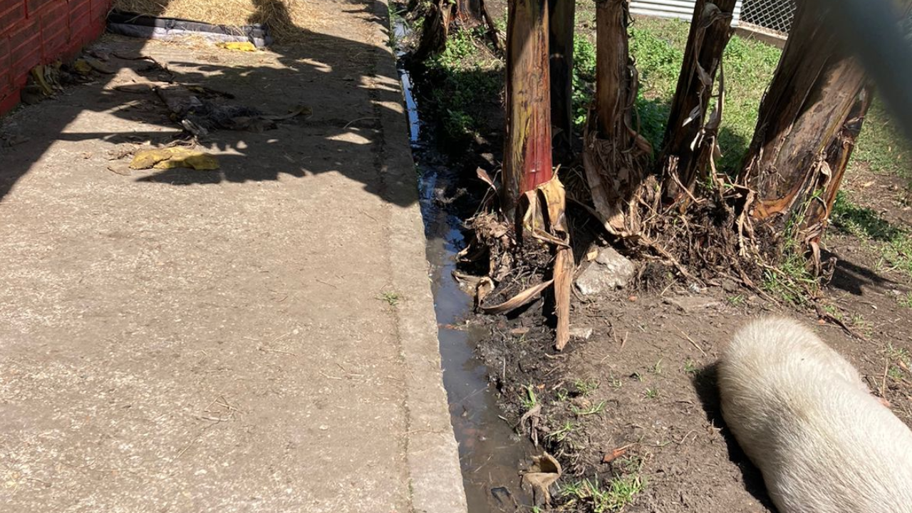 Bajo custodia policial quedaron 11 caninos por maltrato animal