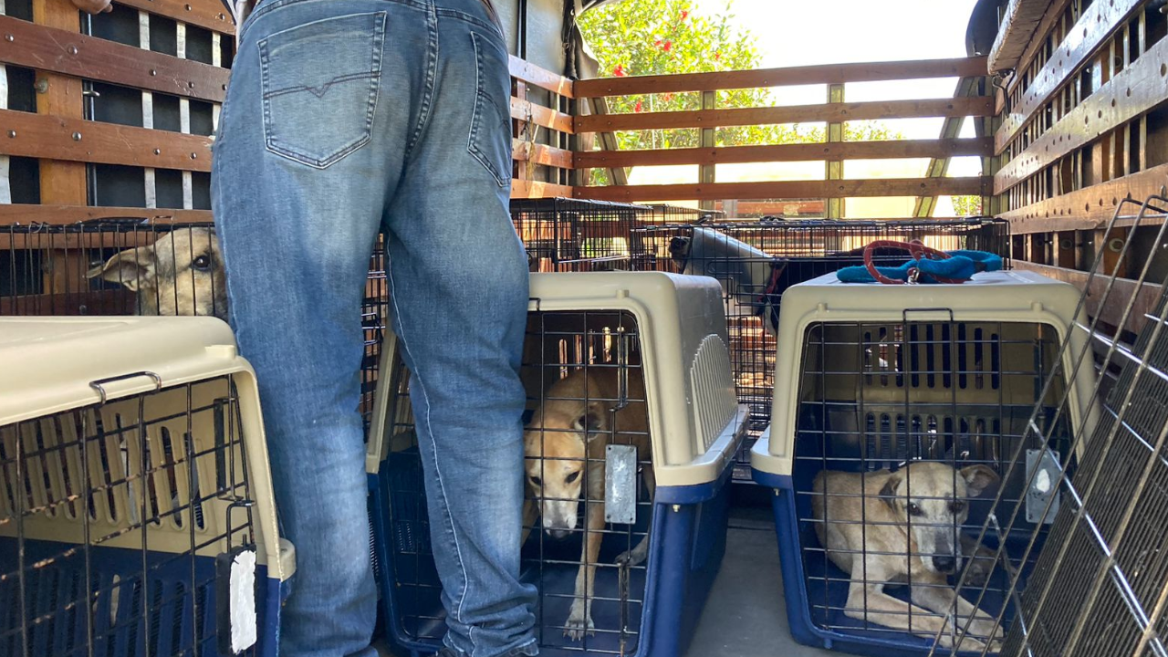 Bajo custodia policial quedaron 11 caninos por maltrato animal