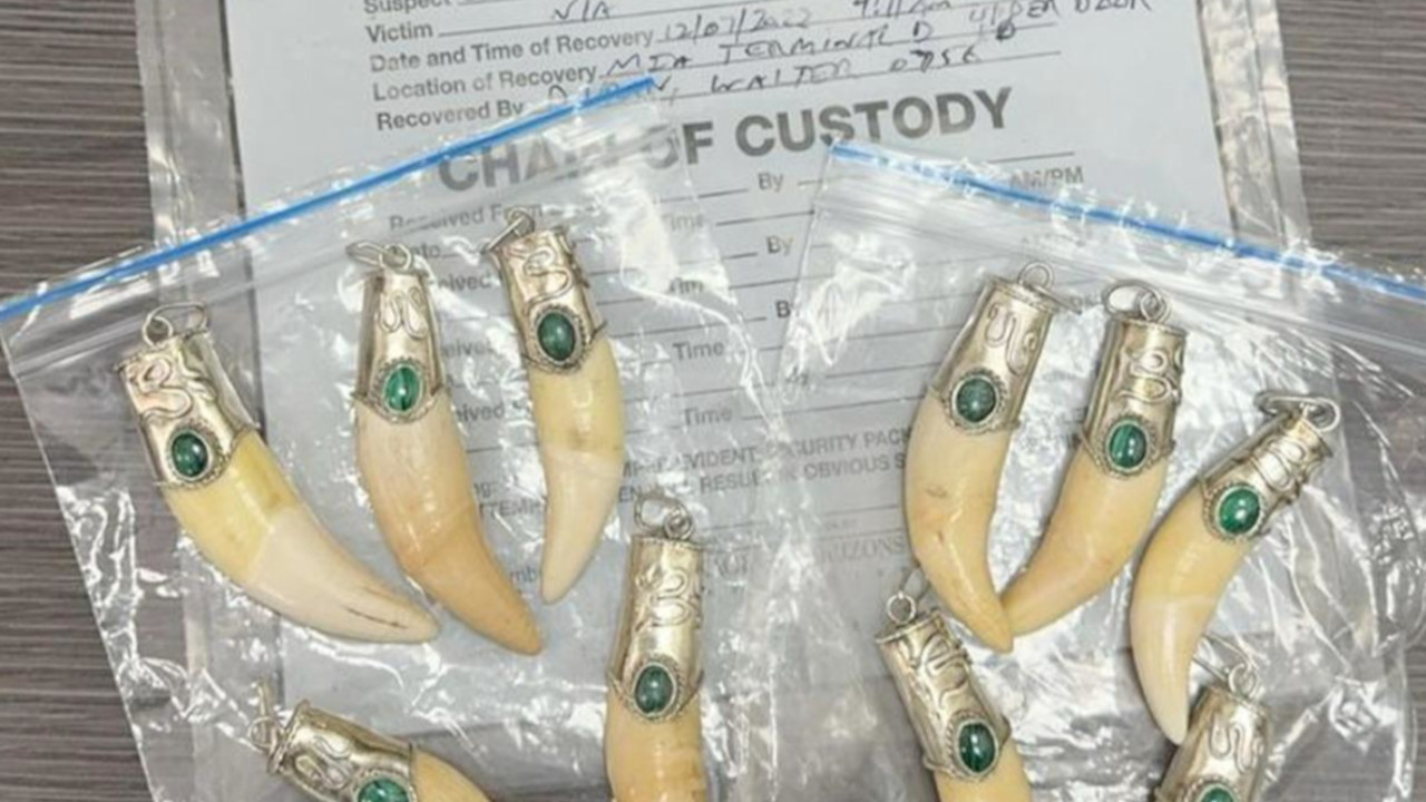 Desarticulan a ‘Harpía’, una red que traficaba fauna silvestre por redes sociales