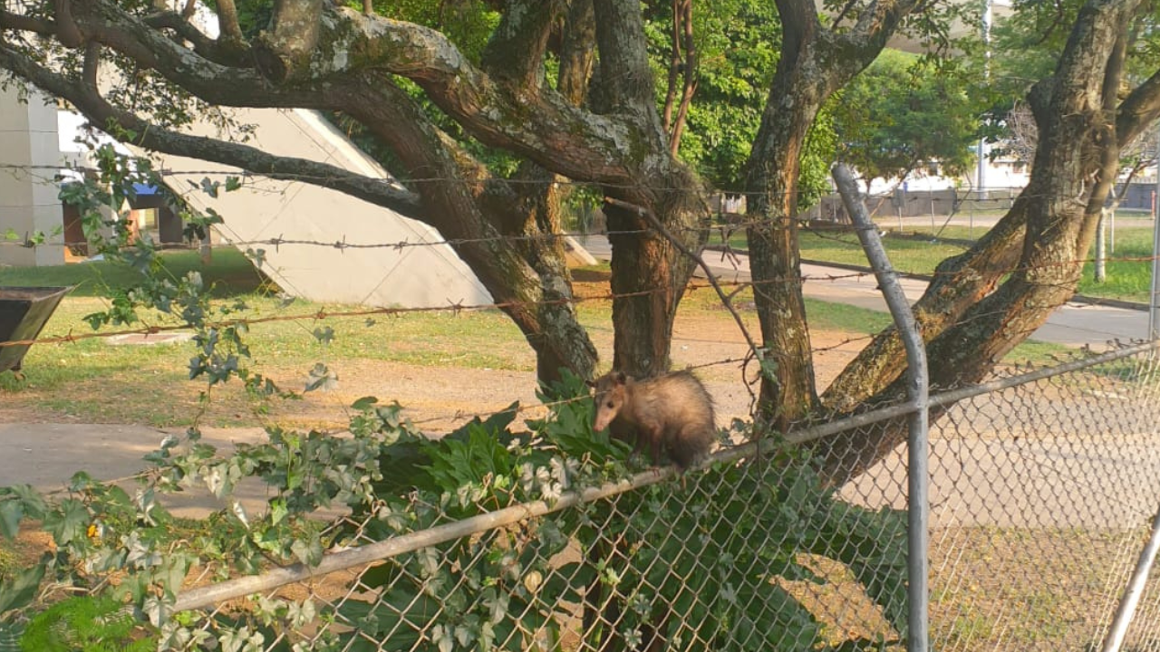 Bomberos rescatan una zarigüeya en el Barrio Galindo Plaza de Cali