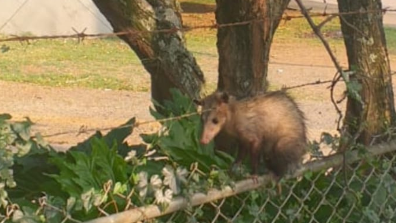 Bomberos rescatan una zarigüeya en el Barrio Galindo Plaza de Cali