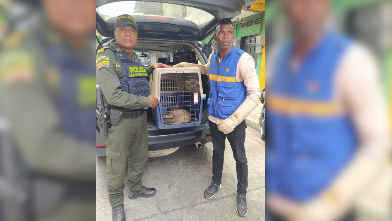 La Policía recuperó un perro zorrillo que había sido golpeado por una persona que iba en motocicleta