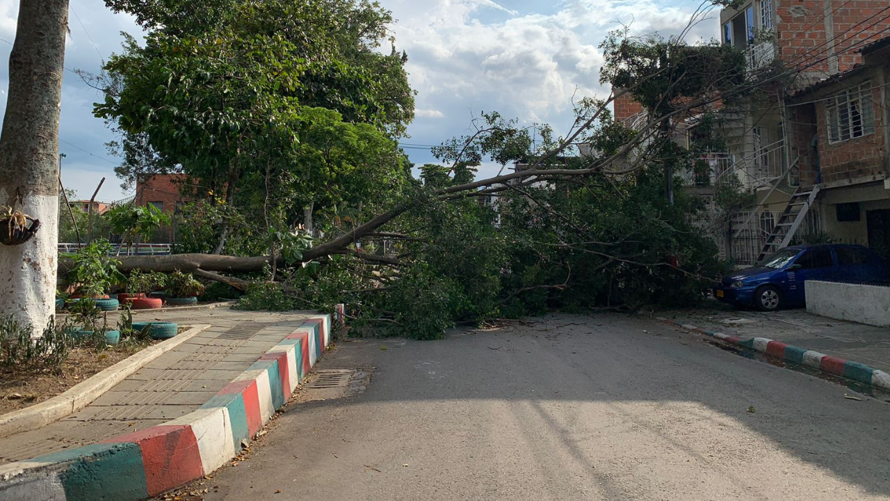 Situación de emergencia reportada en Cali: Árbol cae en la intersección de la Calle 38 con la Carrera 41F.
