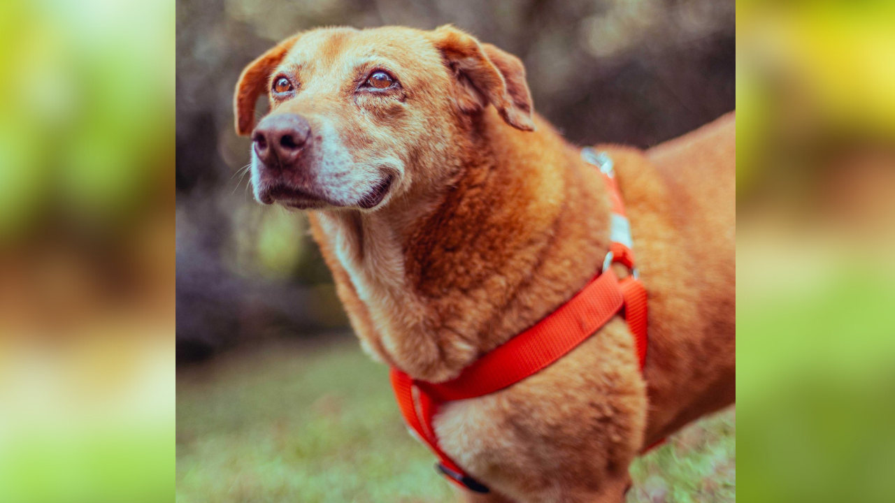 El Distrito de Medellín da recomendaciones para viajar con mascotas durante Semana Santa