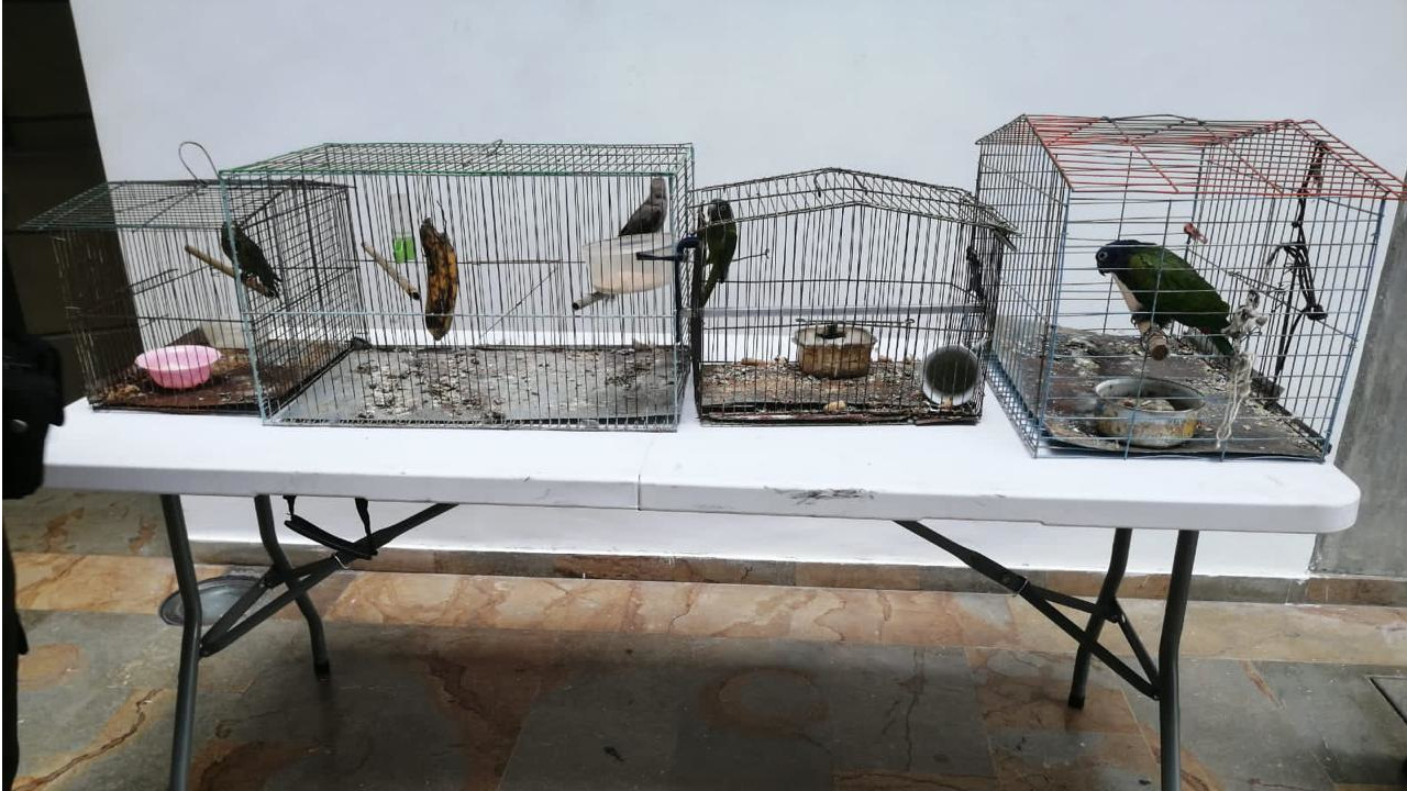 En San Javier y Buenos Aires rescataron 12 especies silvestres y exóticas