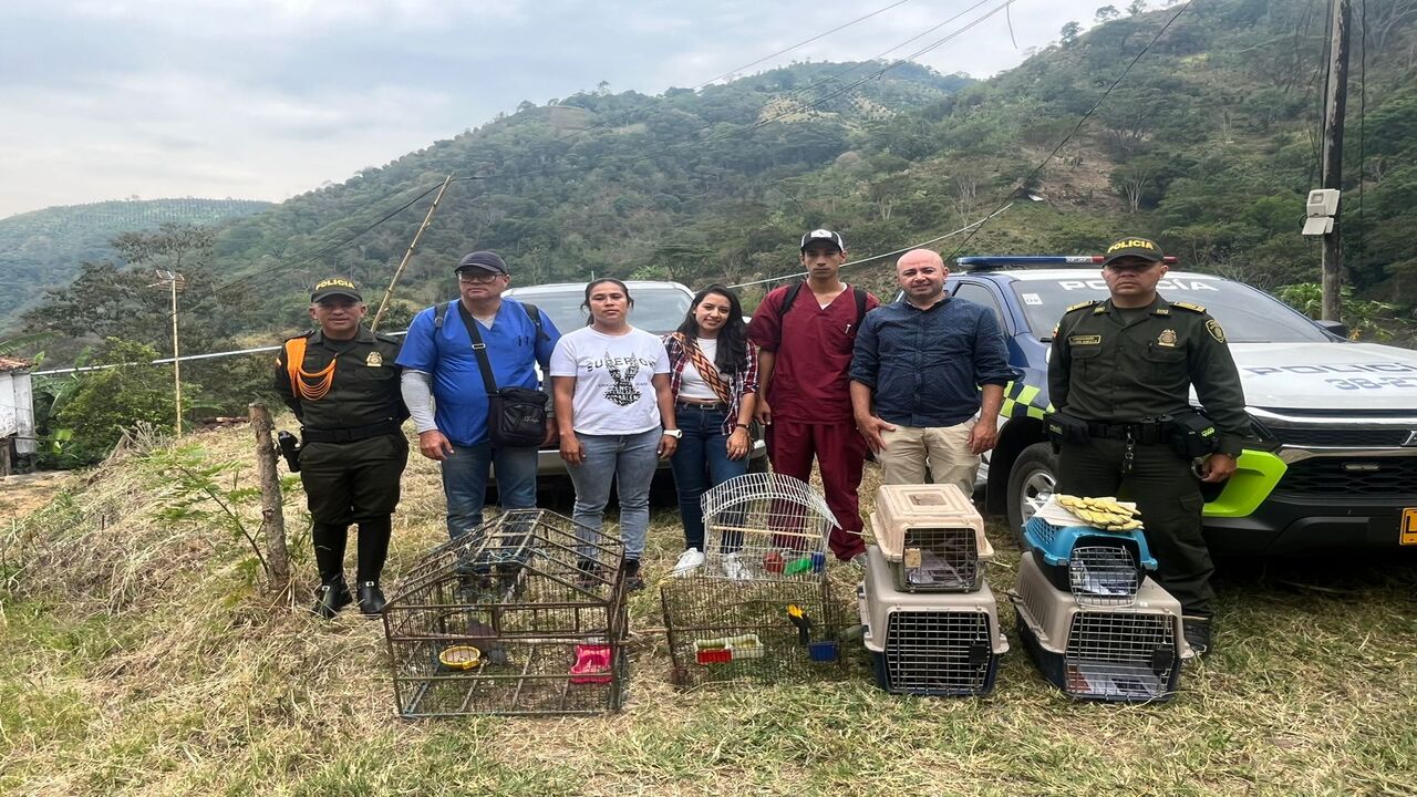 En diferentes municipios de Antioquia lograron recuperar 25 especies que estaban en cautiverio