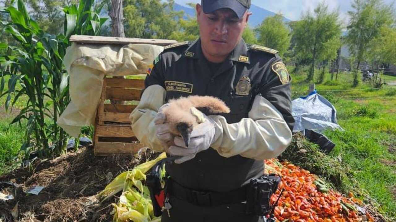 En diferentes municipios de Antioquia lograron recuperar 25 especies que estaban en cautiverio