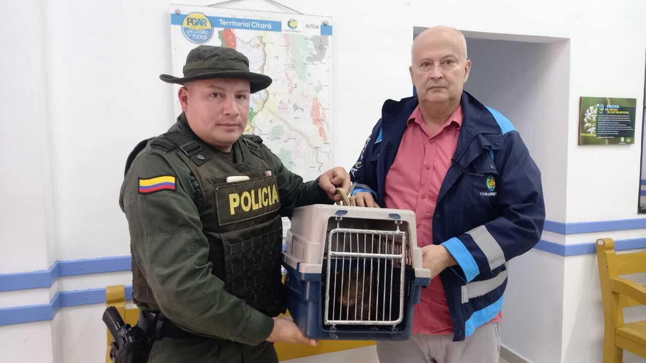 En diferentes municipios de Antioquia lograron recuperar 25 especies que estaban en cautiverio