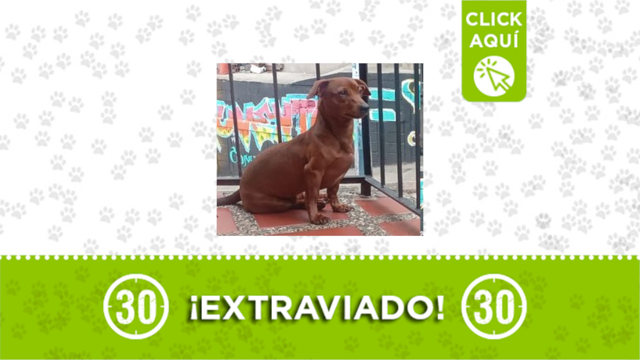 ‘Mono’ se perdió en el barrio Santa Cruz