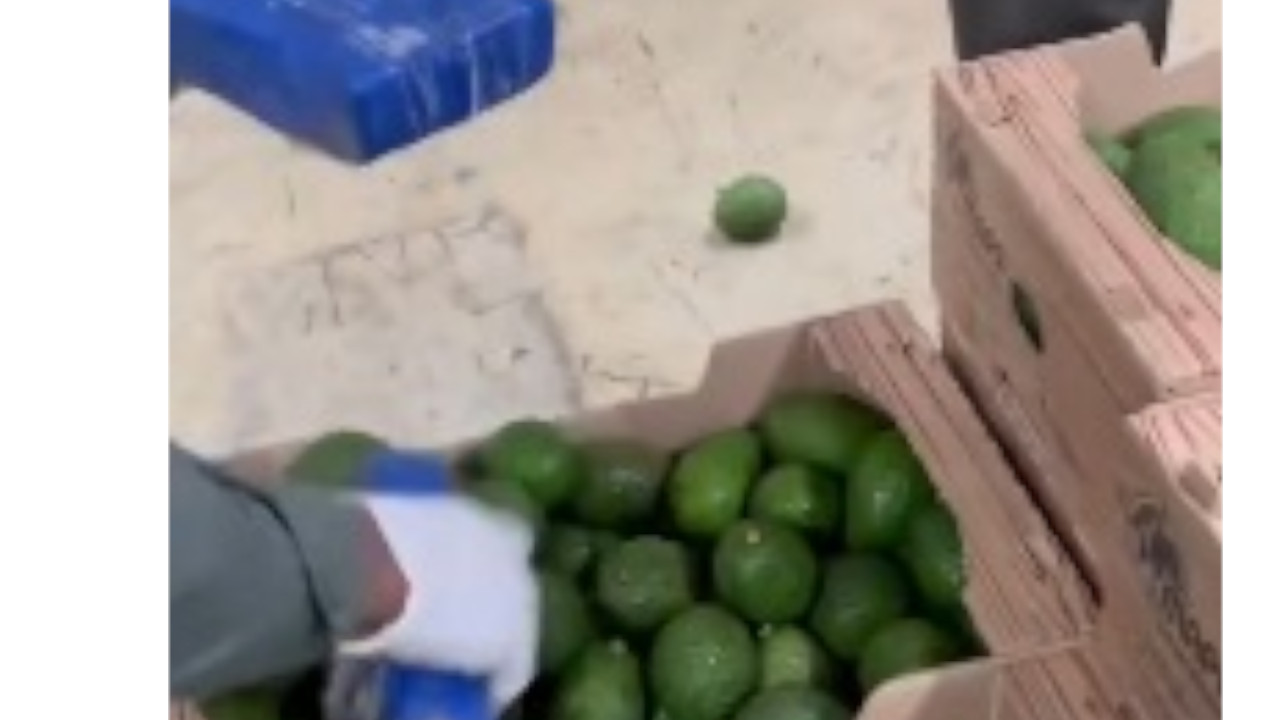 Incautaron 1.7 toneladas de clorhidrato de cocaína ocultos en un cargamento de aguacates