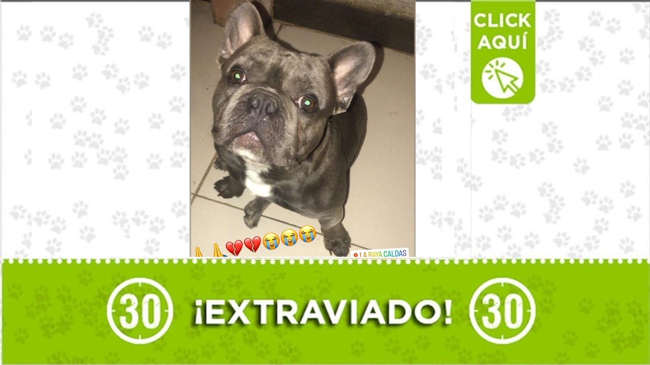 Blu se perdió en el municipio de Caldas y su familia lo busca