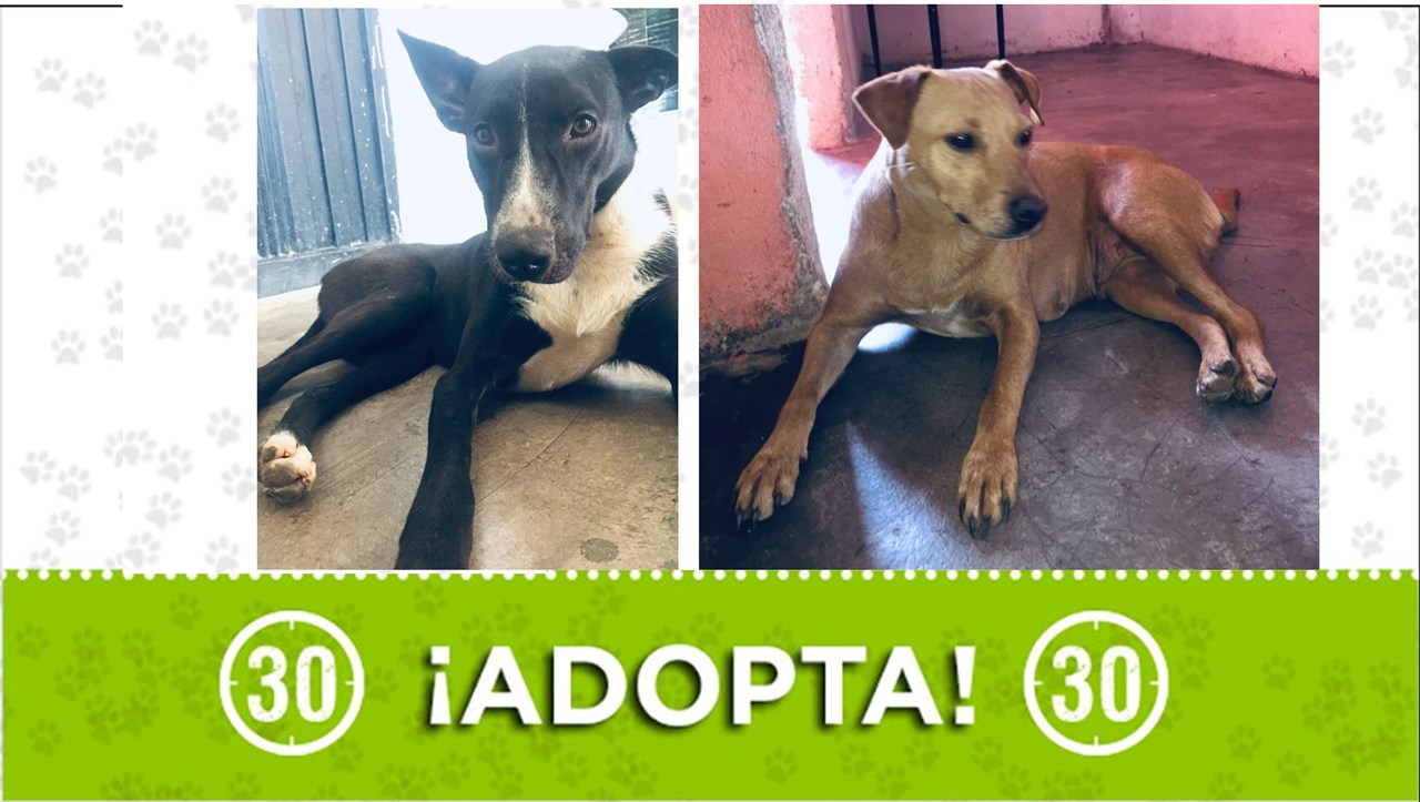 Bronco y Mona buscan hogar urgente ¿Te animas a adoptar a alguno?