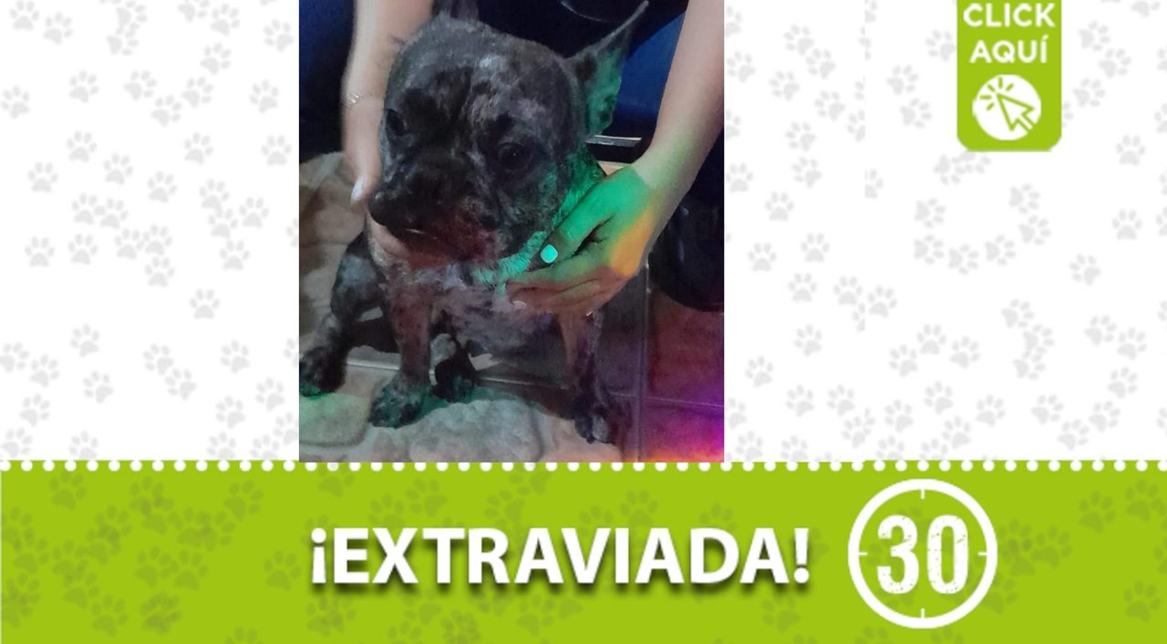 Niña es una perrita bulldog francés que se extravió en Bello