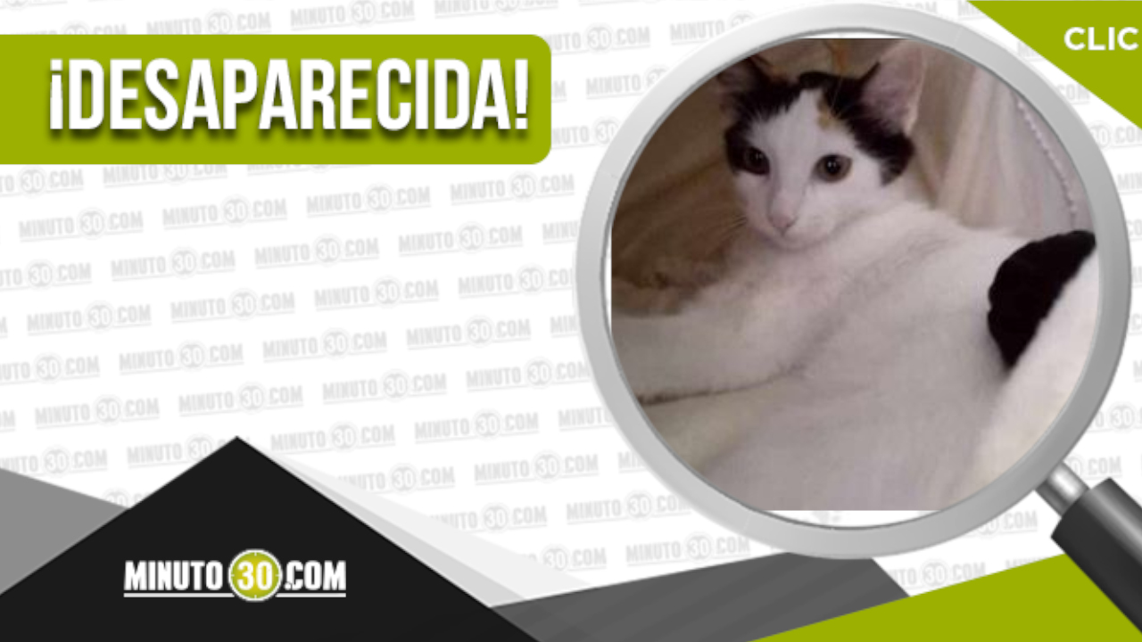 ‘Candy’ se perdió en barrio Francisco Antonio Zea ¿La ha visto?