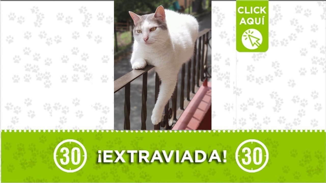 La linda celeste se perdió en Envigado y su familia la busca desde el 27 de marzo