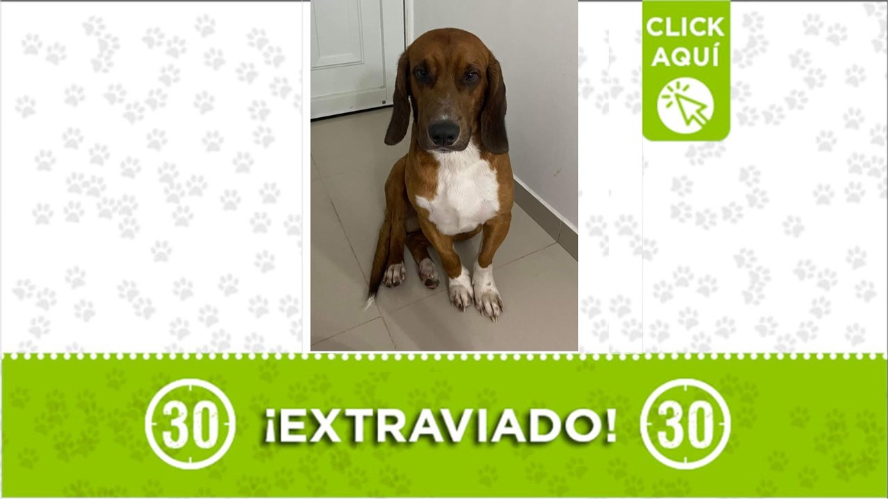 Chey se perdió el sábado 2 de marzo y su familia lo busca