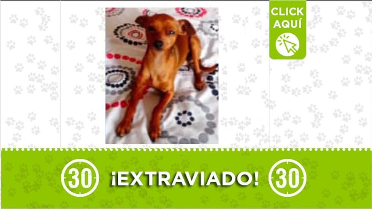 Coco se perdió el 18 de marzo en Aranjuez