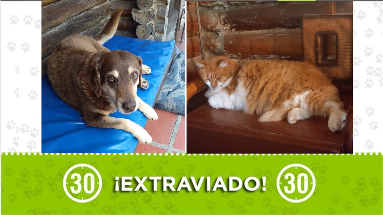 Dakota y Suny se perdieron en Guarne y su familia los busca ¿Nos ayudas?