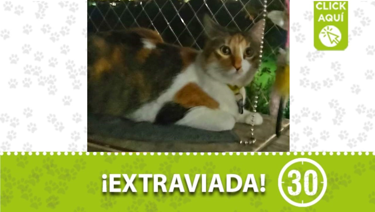 Dona es una linda gatita que se perdió por Villa Hermosa