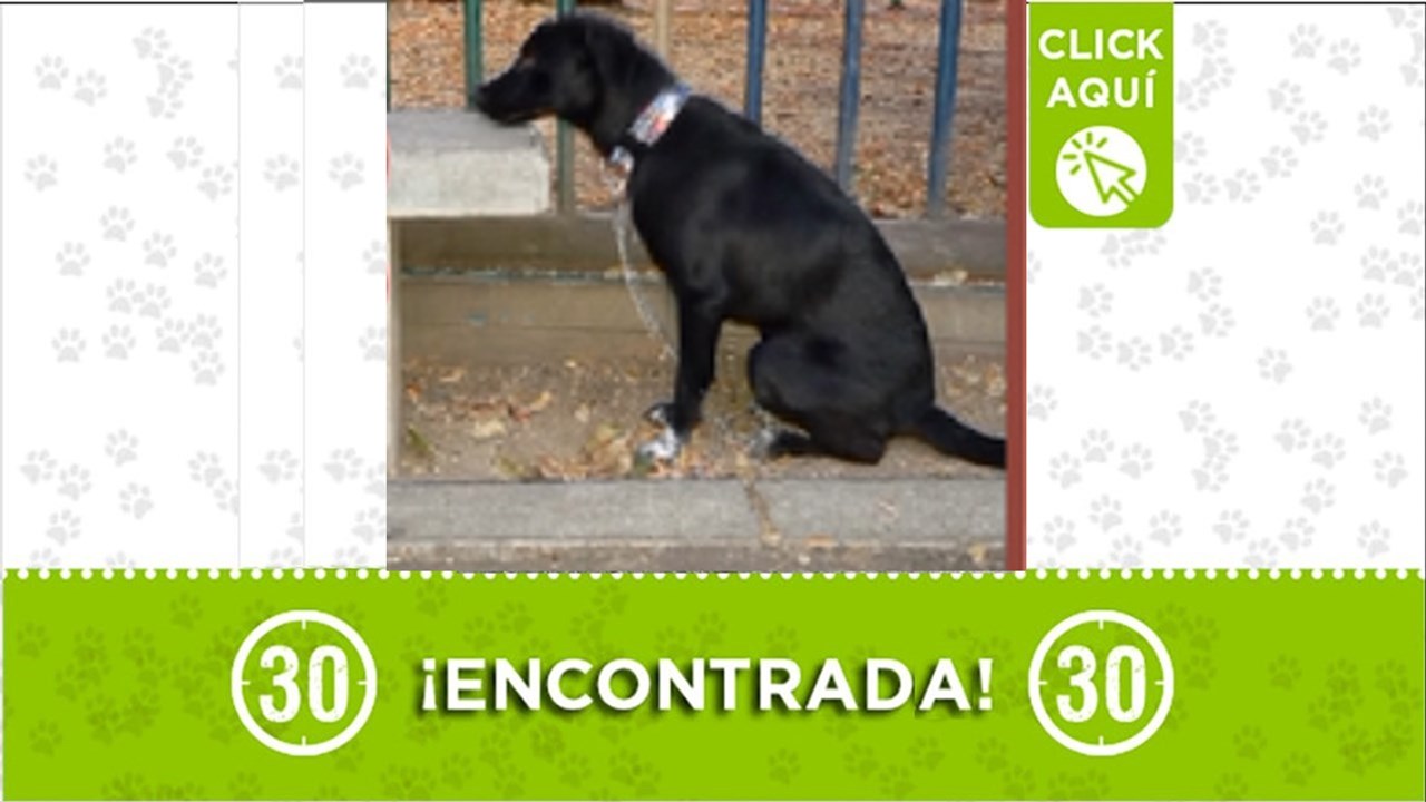 ¡Encontrada en La Floresta! ¿abandonada o se la iban a robar?