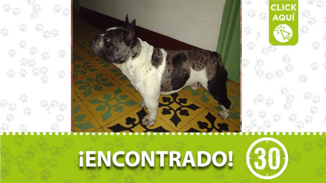 Perrito bulldog francés encontrado en la Estación El progreso de la Línea P del Metrocable