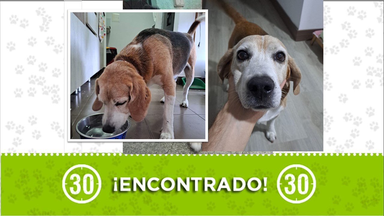 El perrito tiene un collar sin identificación