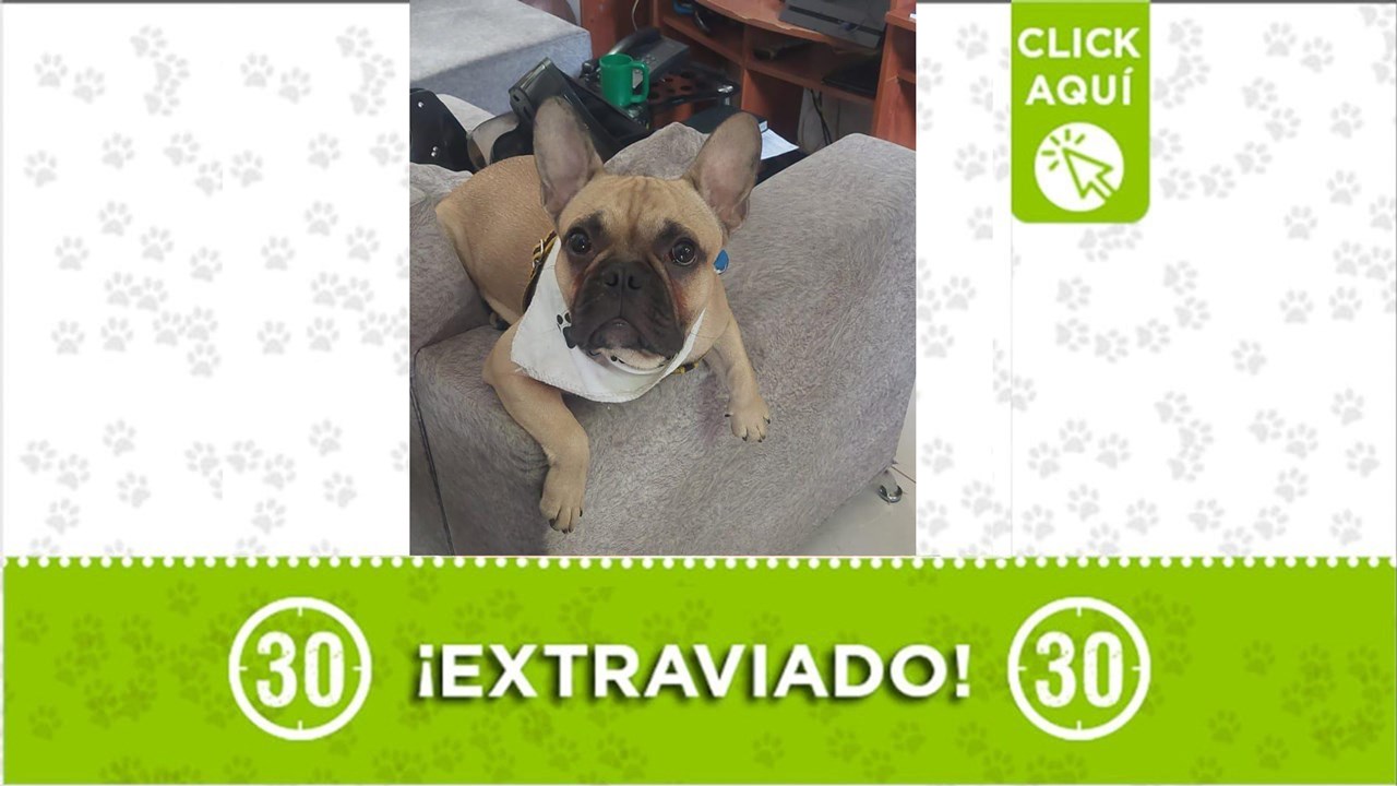 Eros se perdió por Prado Centro y su familia lo busca