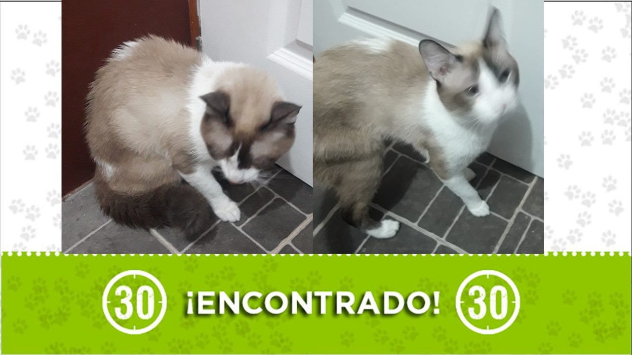 Gatico encontrado en Itagüí: Busca a su familia ¿Lo reconoce?