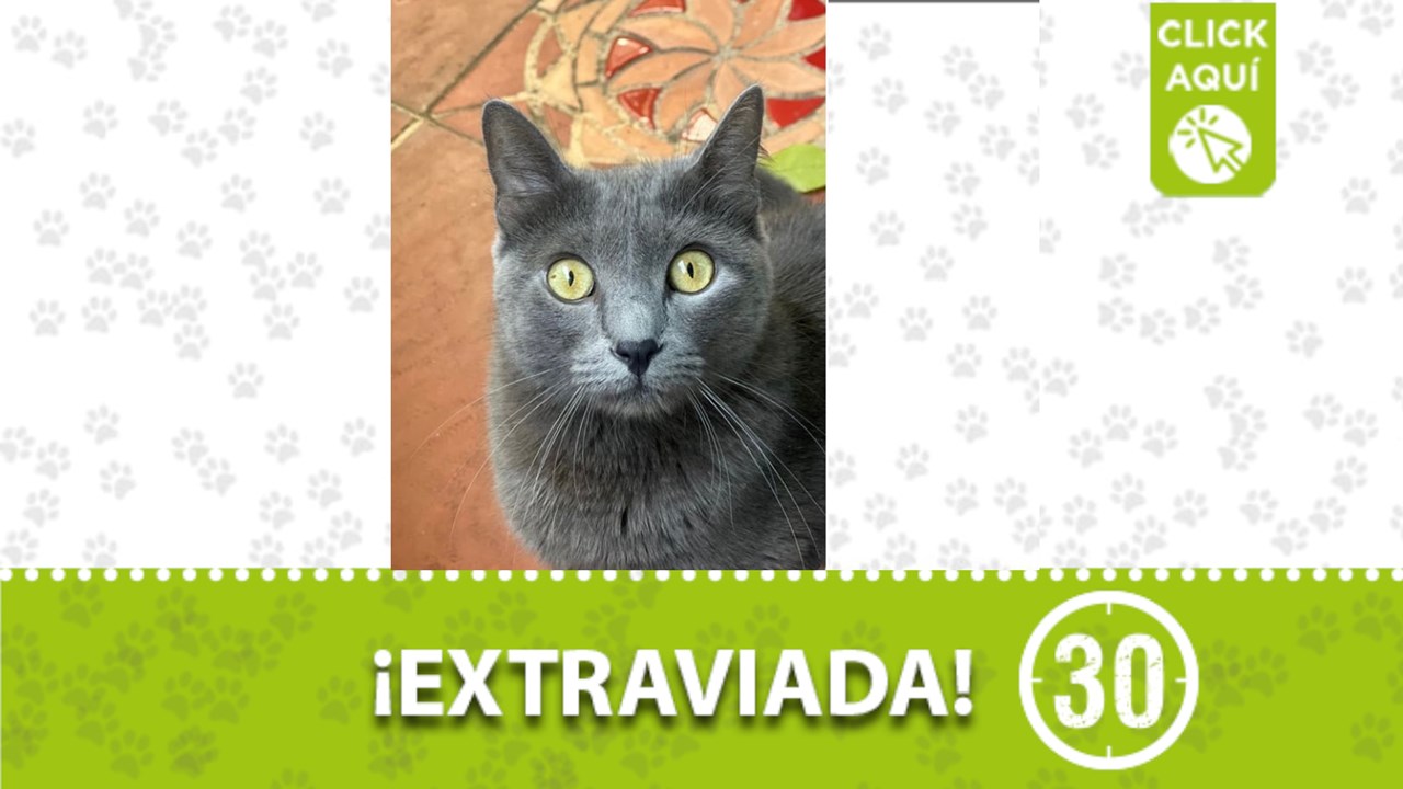 Grey es una linda gatica mestiza que se perdió por La Milagrosa