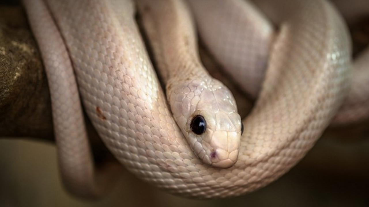 ‘Por poco muere’: hombre de 59 años fue mordido por una serpiente en El Carmen de Viboral