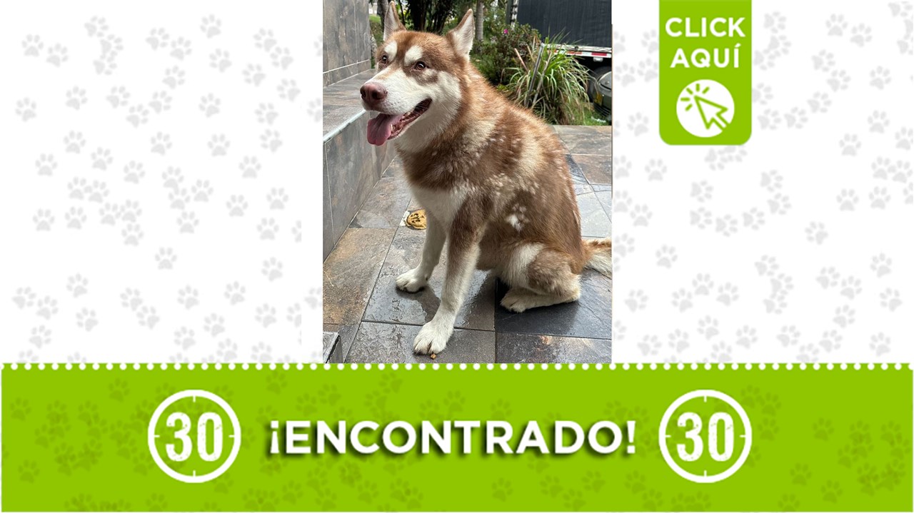 El perrito, de raza husky parece extraviado de su hogar
