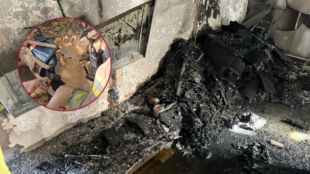 Gatito se salvó de morir en incendio, las llamas consumieron un 70% de la casa