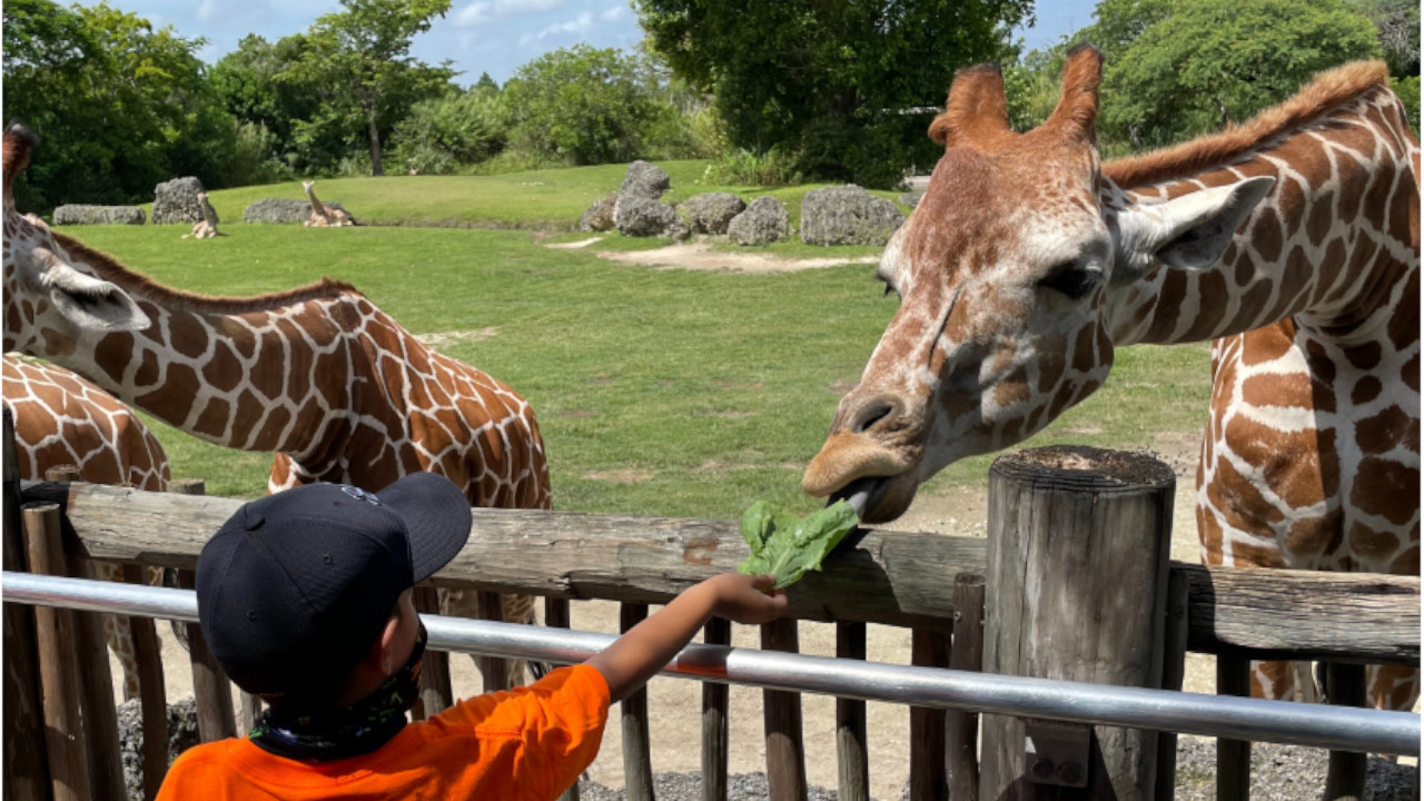 Joven jirafa muere en zoológico de Miami tras fracturarse el cuello