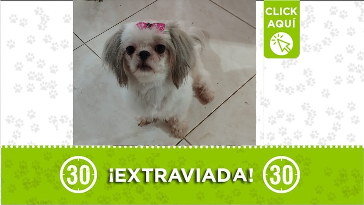 La perrita de tamaño mini se perdió en Manrique Jardín