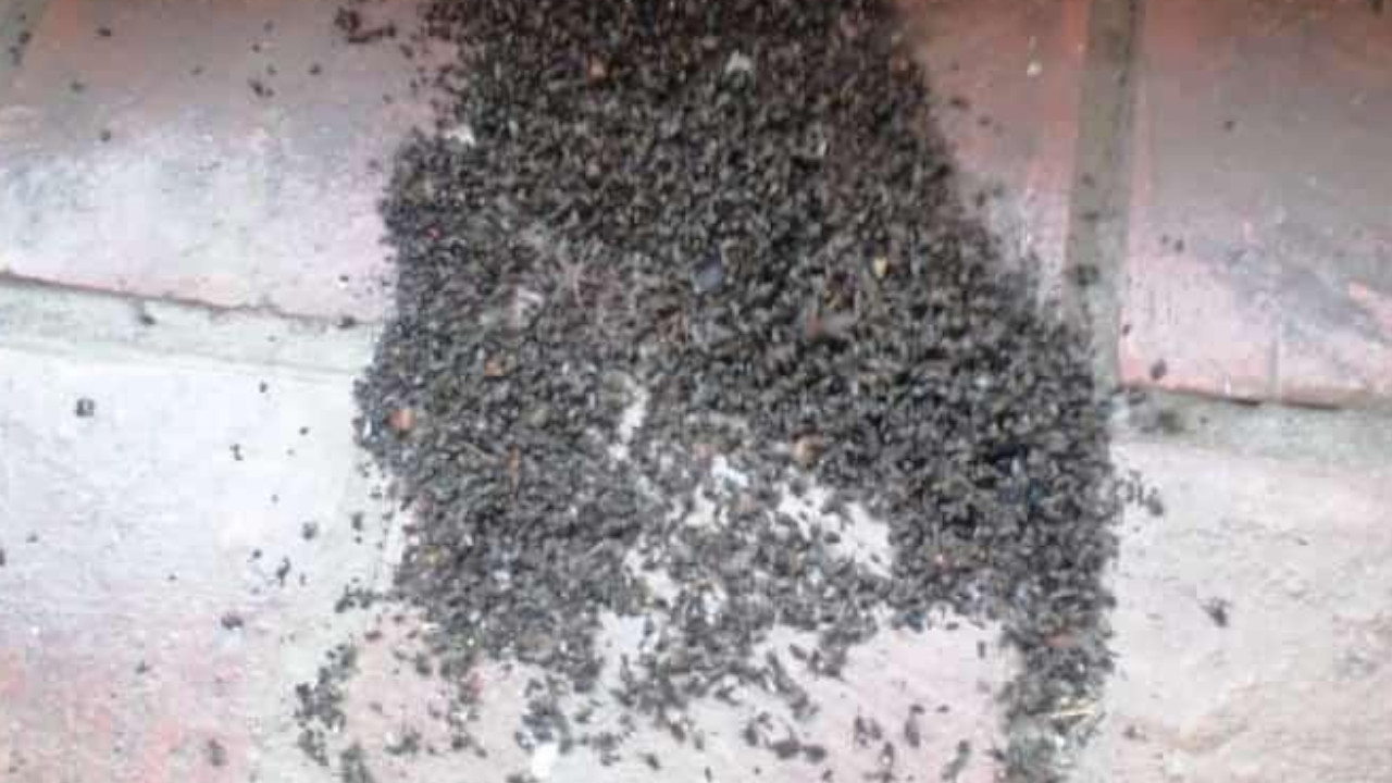 La Mesa de Los Santos invadido de moscas