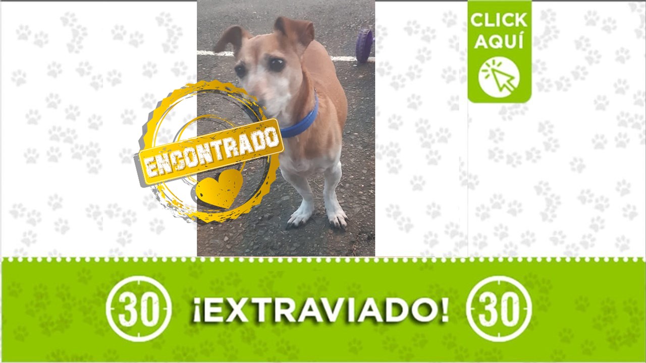 Paco ya está de regreso en su hogar. Gracias a todos los que compartieron la información