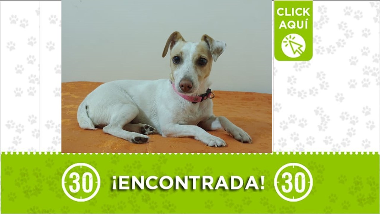 Esta perrita deambulaba solita por EL Salvador la noche del 22 de marzo