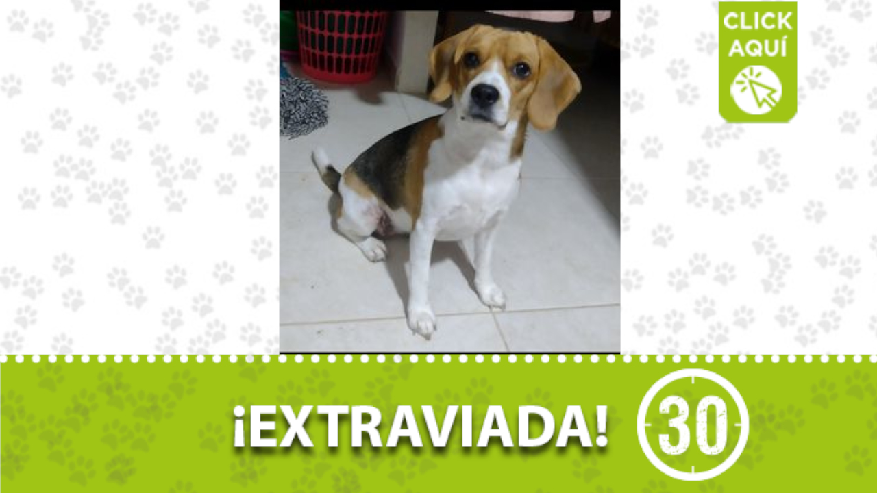 ‘Beally’ se perdió en el Centro de Medellín ¿La ha visto?