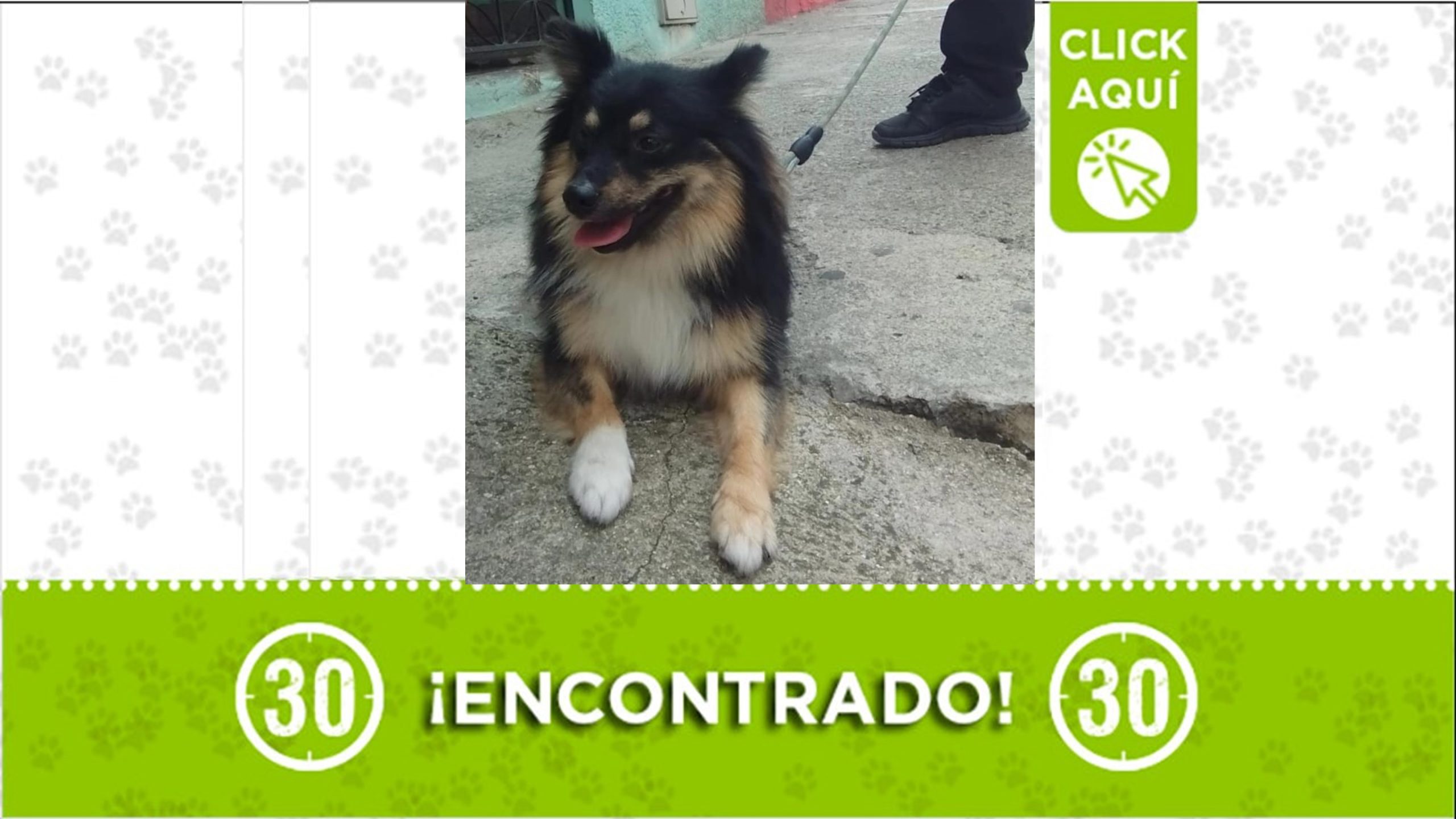 Desde el día lunes 4 de marzo ha sido visto el perrito deambulando por las calles del municipio de Caldas