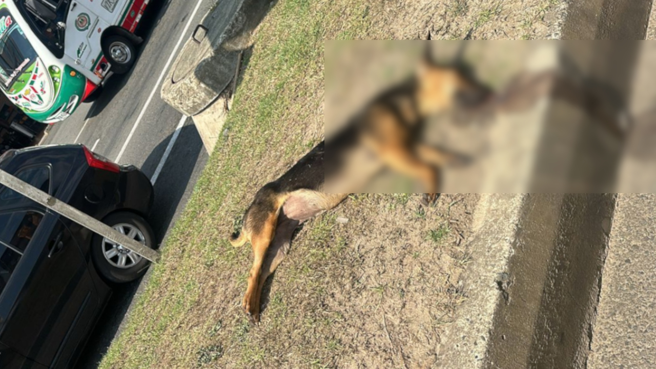 'No hay cuidado': En menos de una semana van tres perritos atropellados en la autopista Medellín - Bogotá