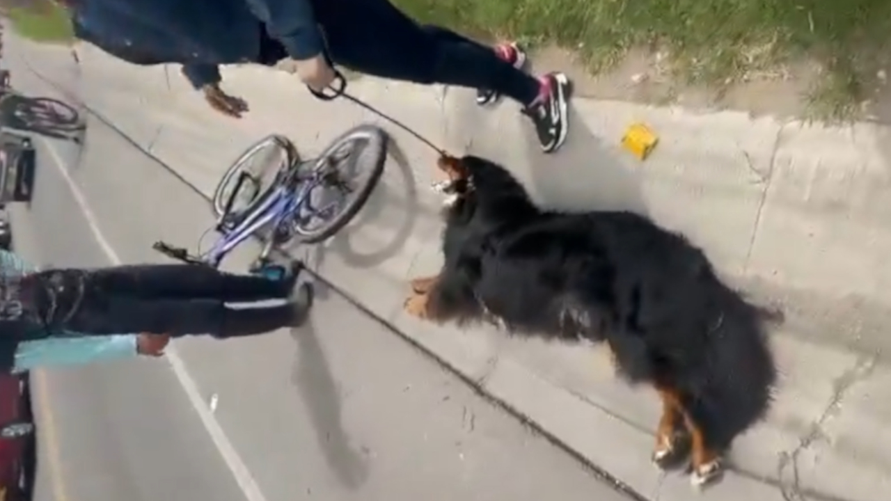 Mujeres rescataron a un perro al que un hombre obligaba a correr atado de una bicicleta en Cota