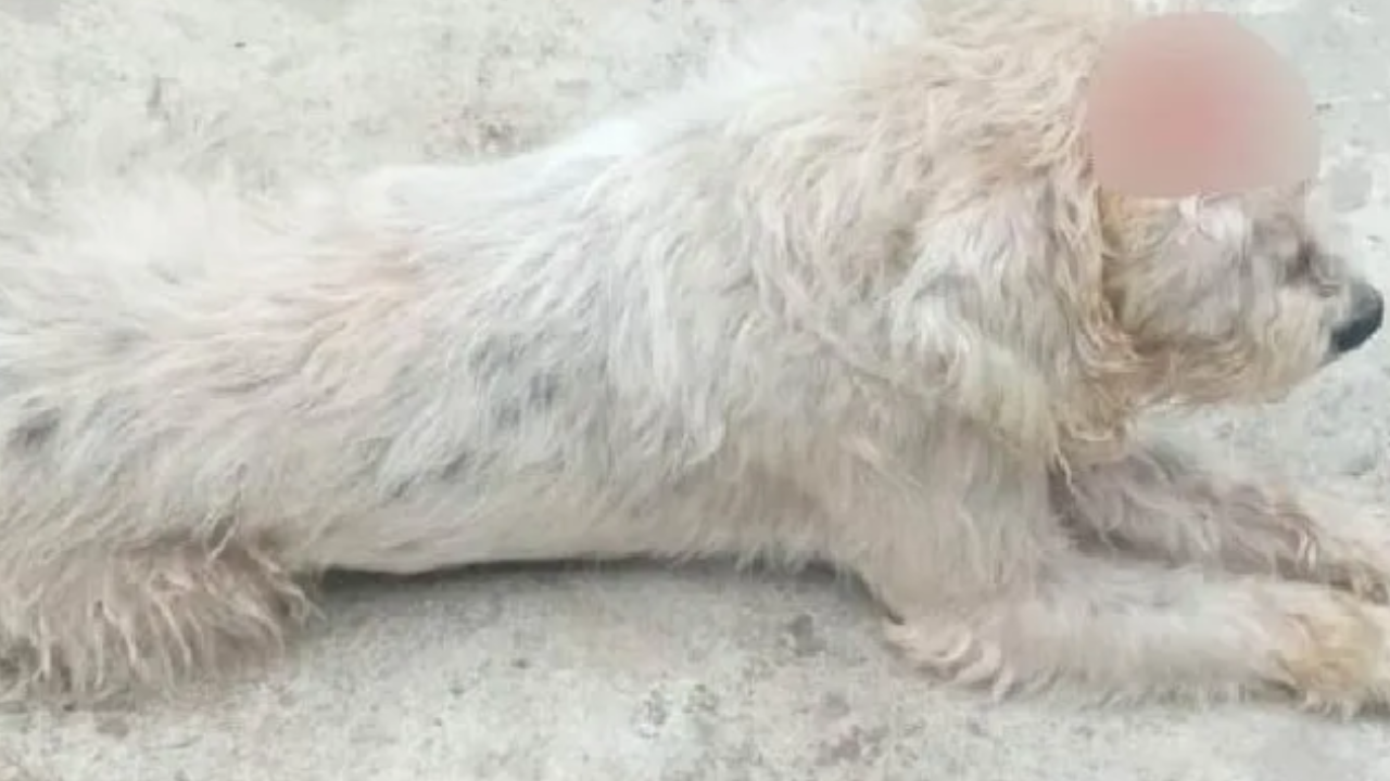 Indignante: atacaron con un machete a un perrito en San Luis