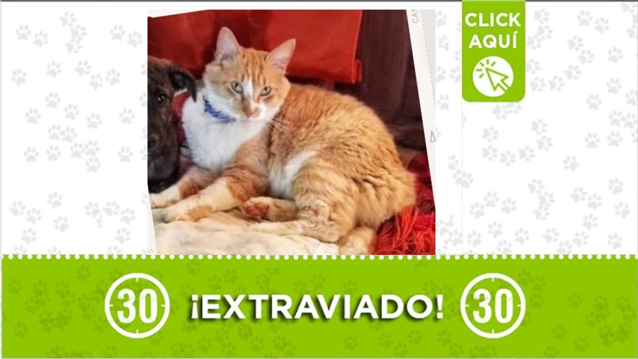 Pipino se perdió en zona rural de Girardota desde el 8 de marzo