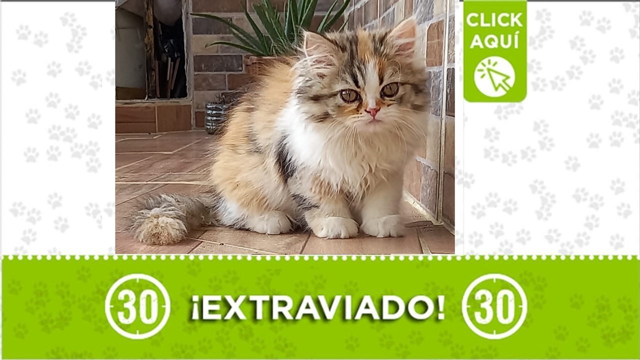 Pompom es un hermoso gatico que se extravió en el nororiente de Medellín