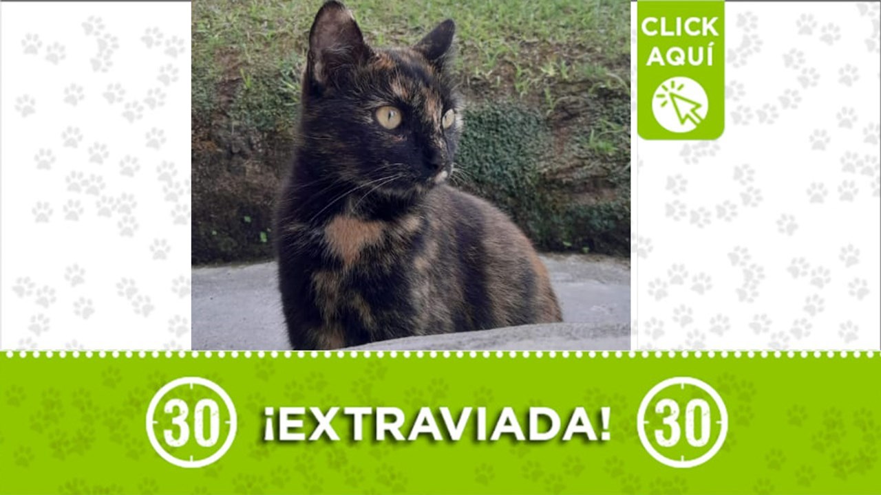 Ramona es una hermosa gatica que se perdió en zona rural de Rionegro, en inmediaciones de la Autopista Medellín Bogotá