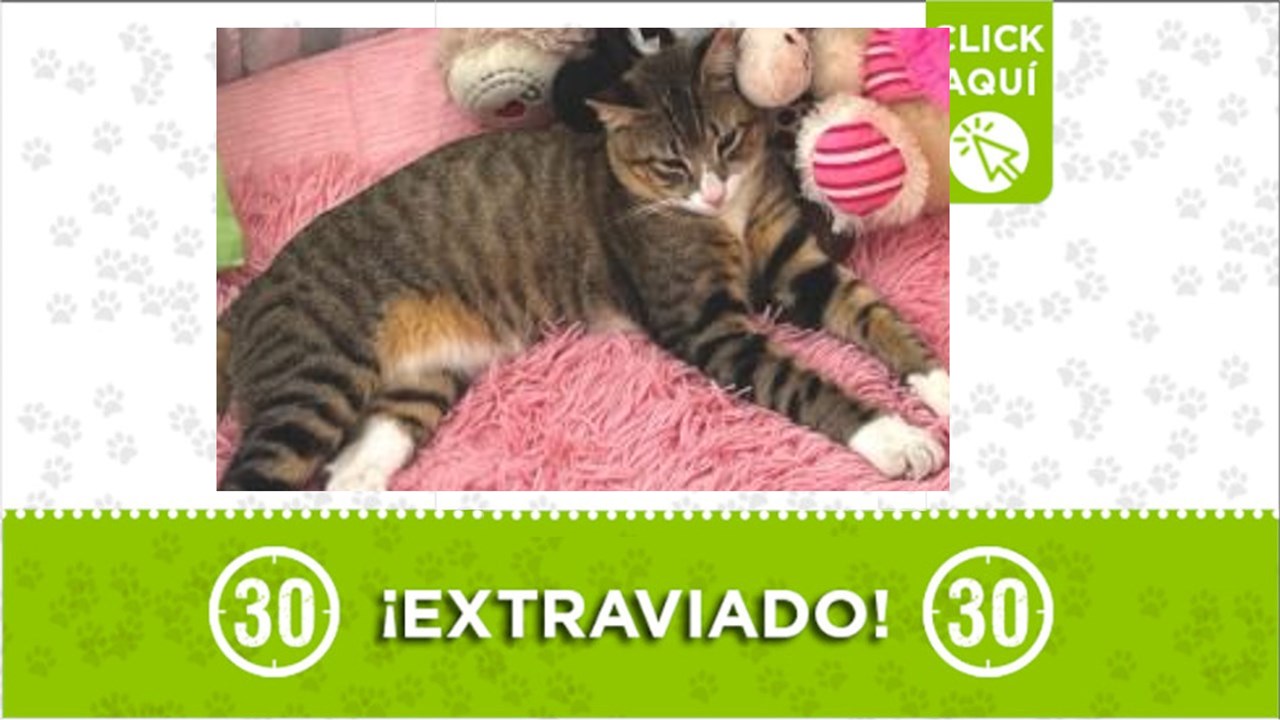 Tom es un gatico que se perdió en febrero por Gratamira y su familia lo busca