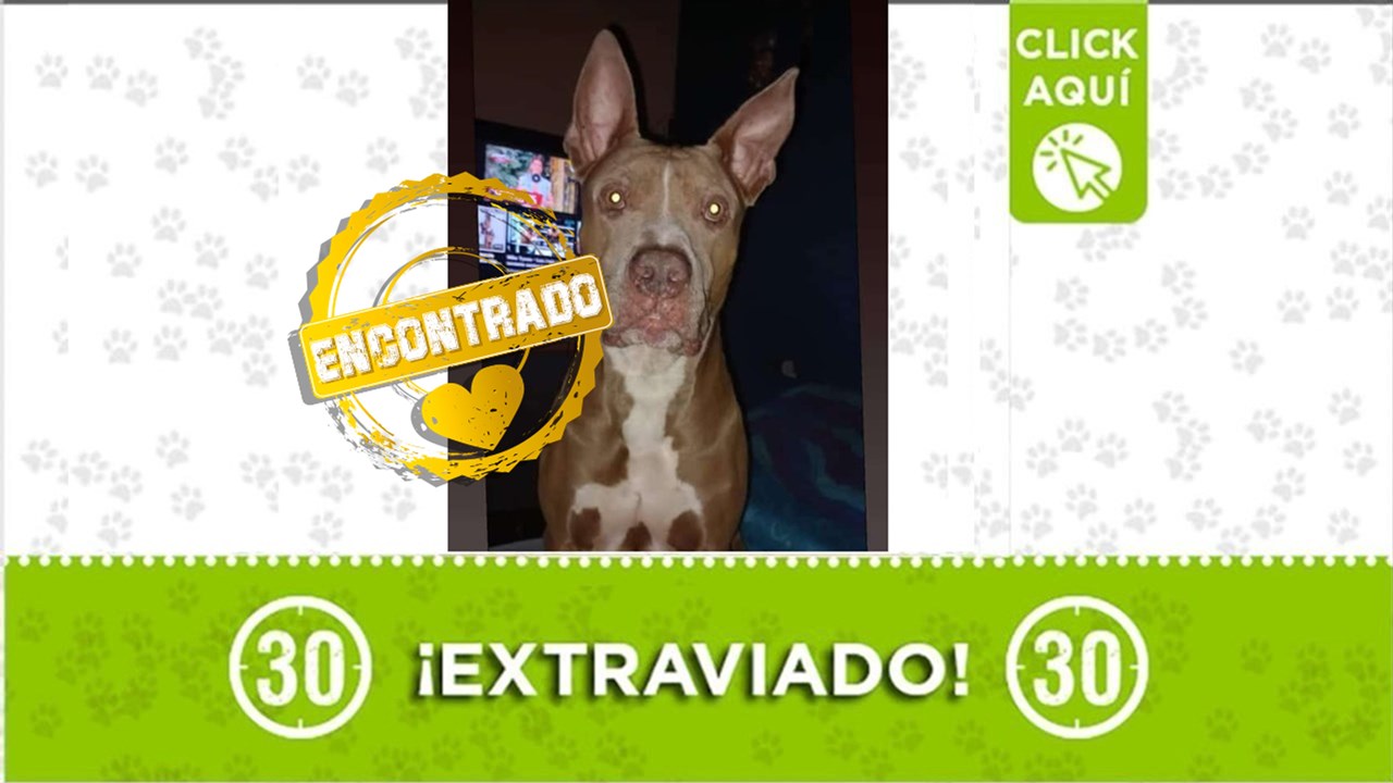 Zeus ya está con su familia. Gracias a todos los que ayudaron para que fuera posible