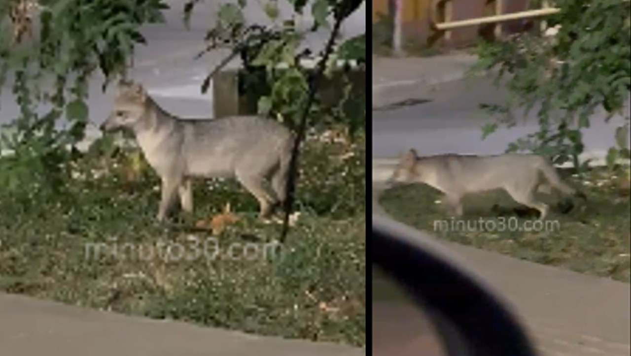 ¡Me voy, no me voy! Zorro perro merodeando por las calles de Itagüí